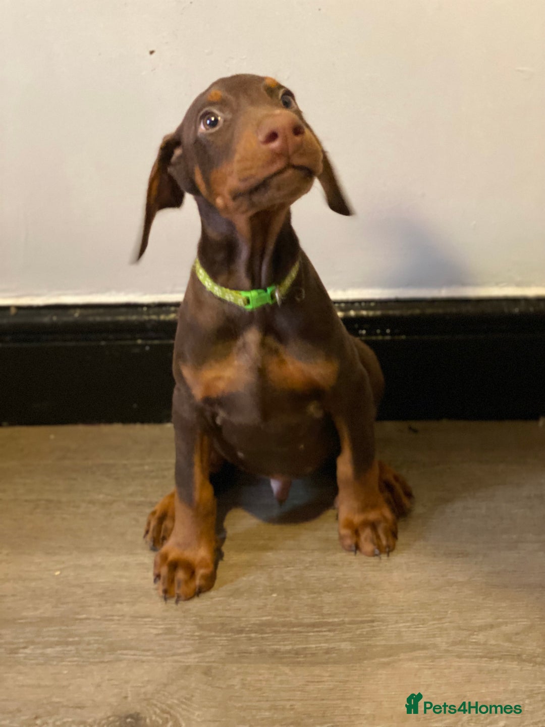 Dobermann dogs for sale: Beautiful Dobermann puppies - Image 9