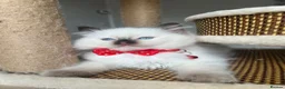 Ragdoll cats for sale: Registered Ragdoll kittens for sale - Advert 22