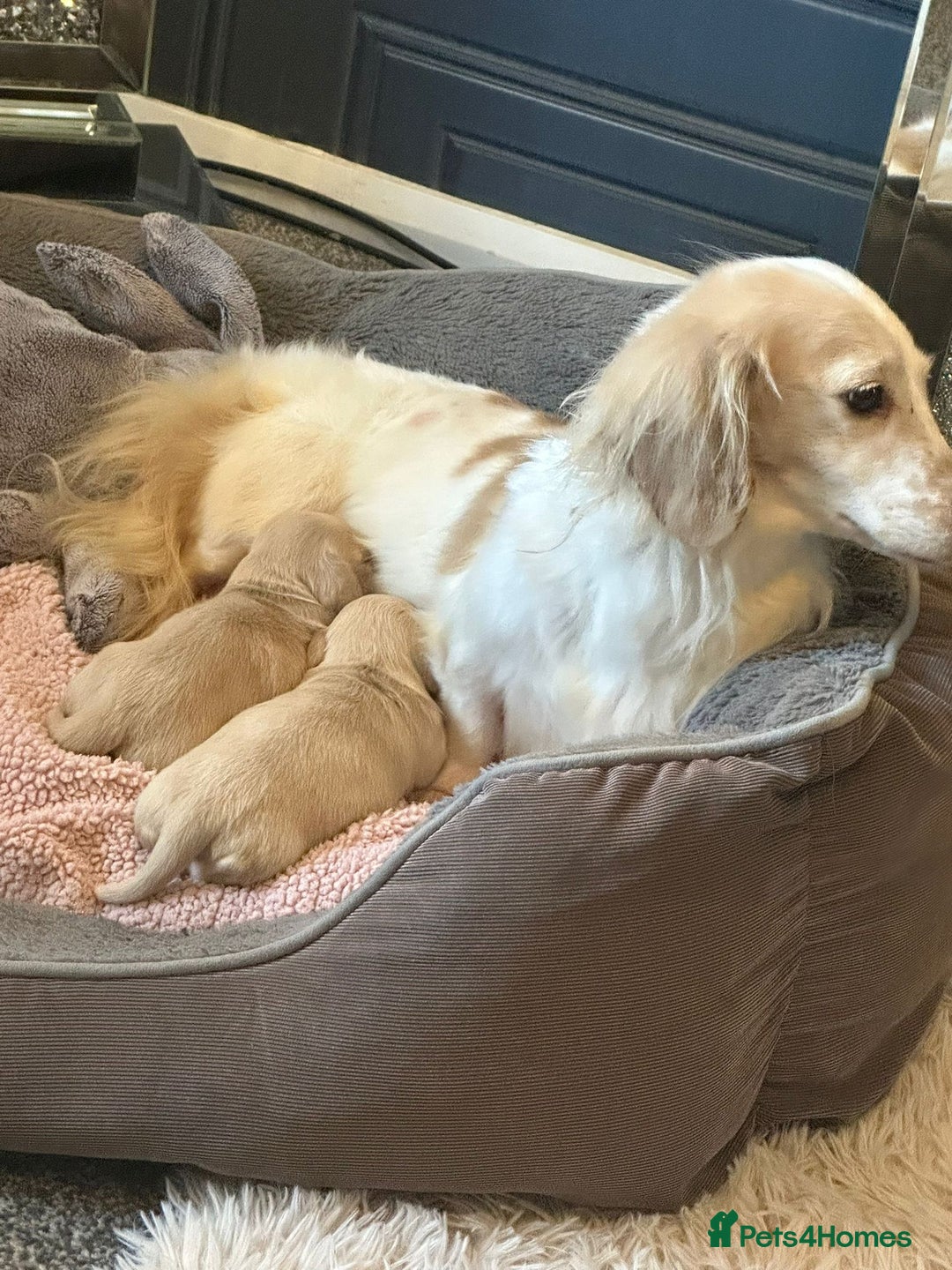 Miniature Dachshund dogs for sale: Cream miniature kc dachshund - Advert 2