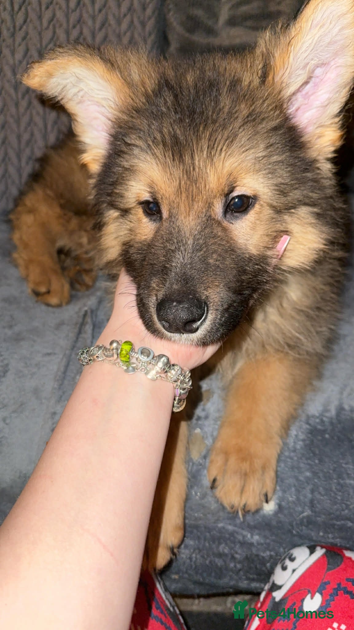 German Shepherd dogs Last puppy available ready for new homes - Advert 8