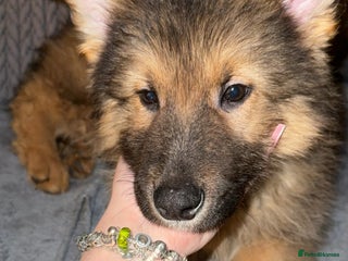German Shepherd dogs Last puppy available ready for new homes - Advert 8