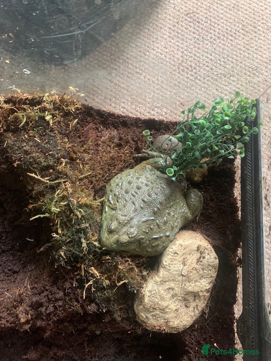 Frog reptiles for sale: Bull frog - Image 6