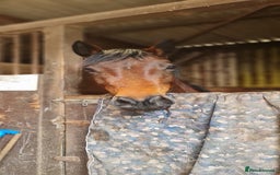 Welsh Section D horses for sale: WelshD x tb  - Image 2