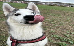Siberian Husky dogs for sale: 7 mo pup for sale - Image 2