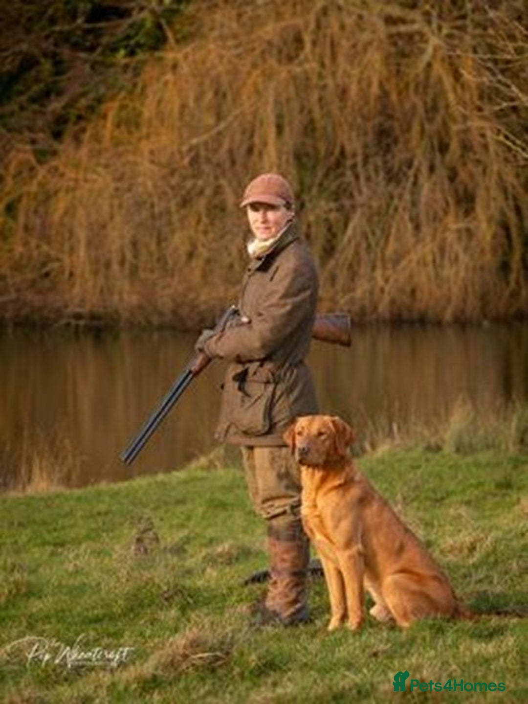 Labrador Retriever dogs for sale: Health Tested FTCH Sired Working Labrador Puppies - Advert 9