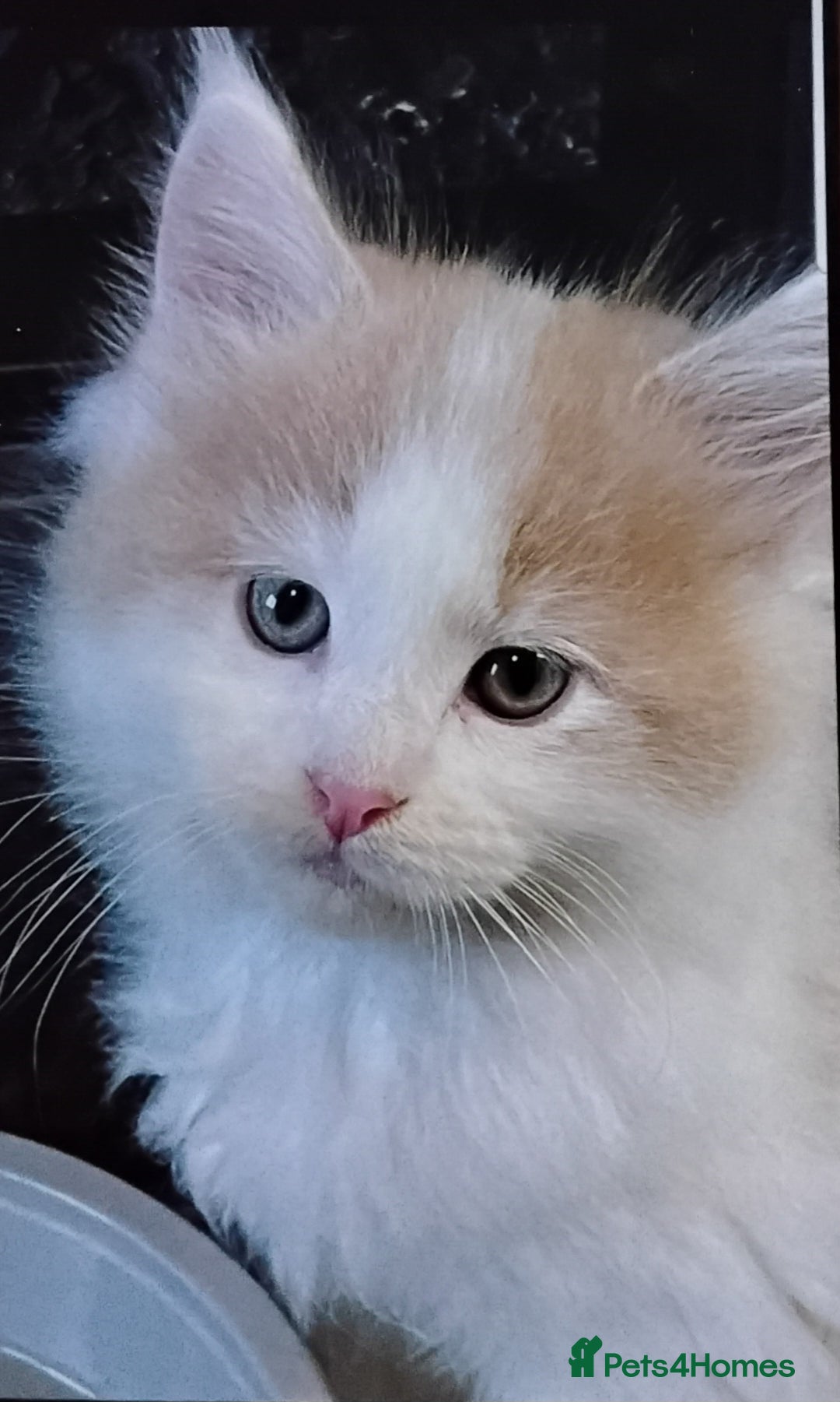 Maine Coon cats for sale: Tica registered maincoon kittens  - Advert 6