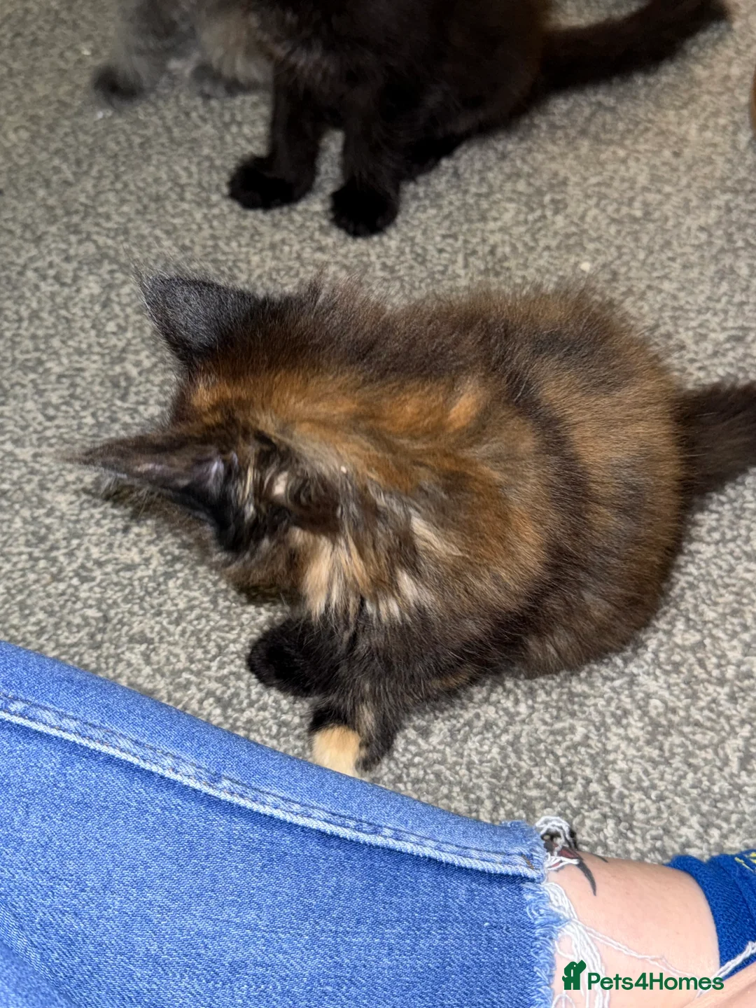 Maine Coon cats for sale: Beautiful Maine Coon Kittens - Advert 20