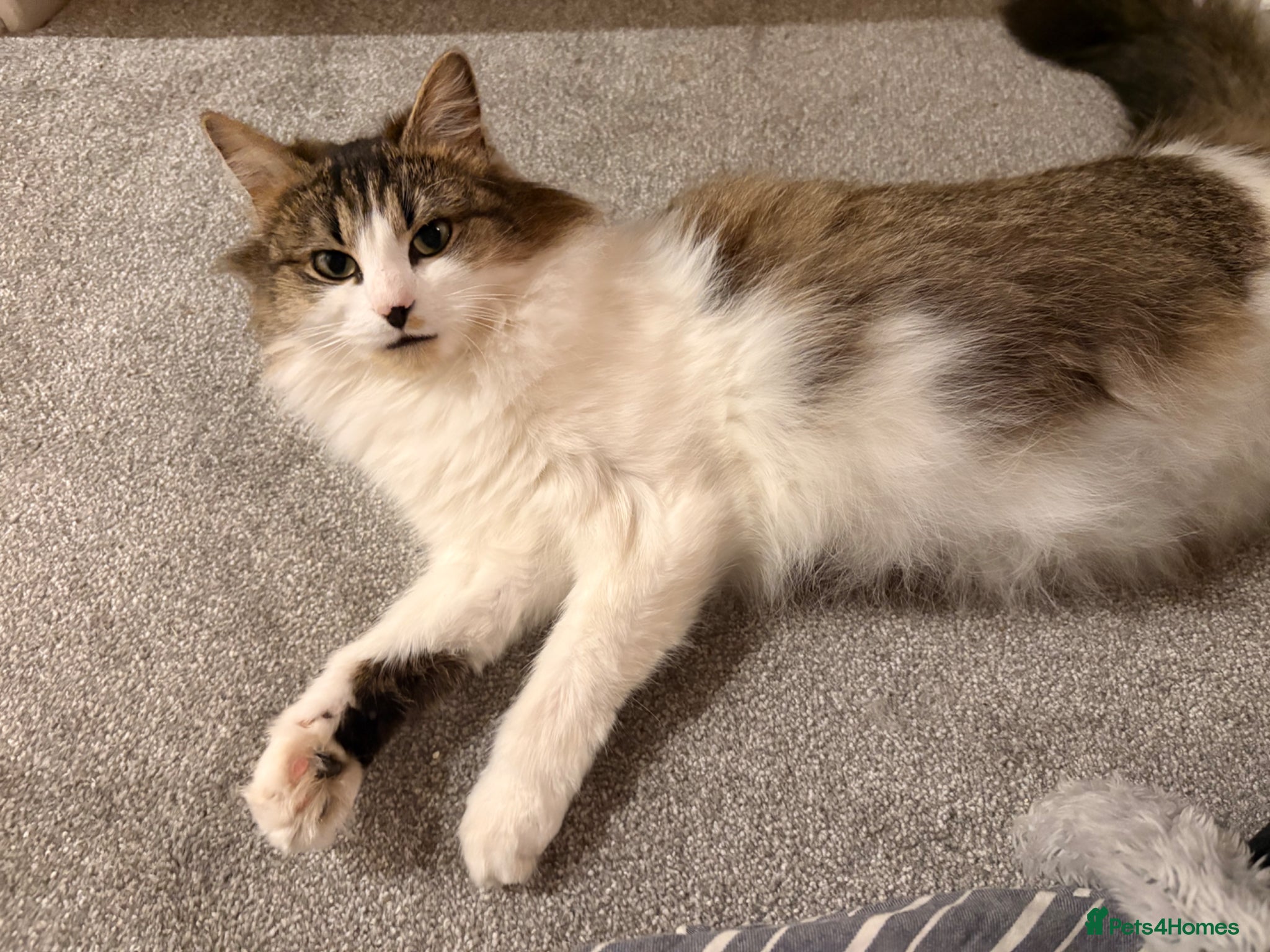 Mixed Breed cats for sale: Gorgeous kittens  in Nantwich - Advert 6