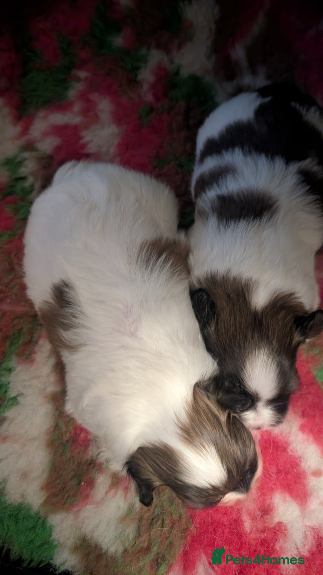 Papillon dogs for sale: Stunning papillon girls  - Advert 10