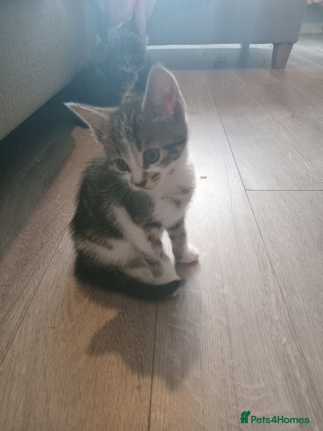Mixed Breed cats for sale: From Our Loving Home to Yours - Image 9