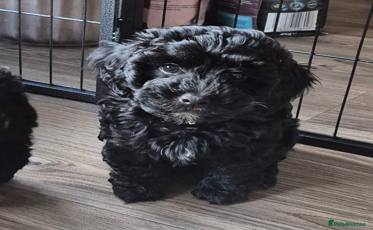 Havanese dogs - Advert 1