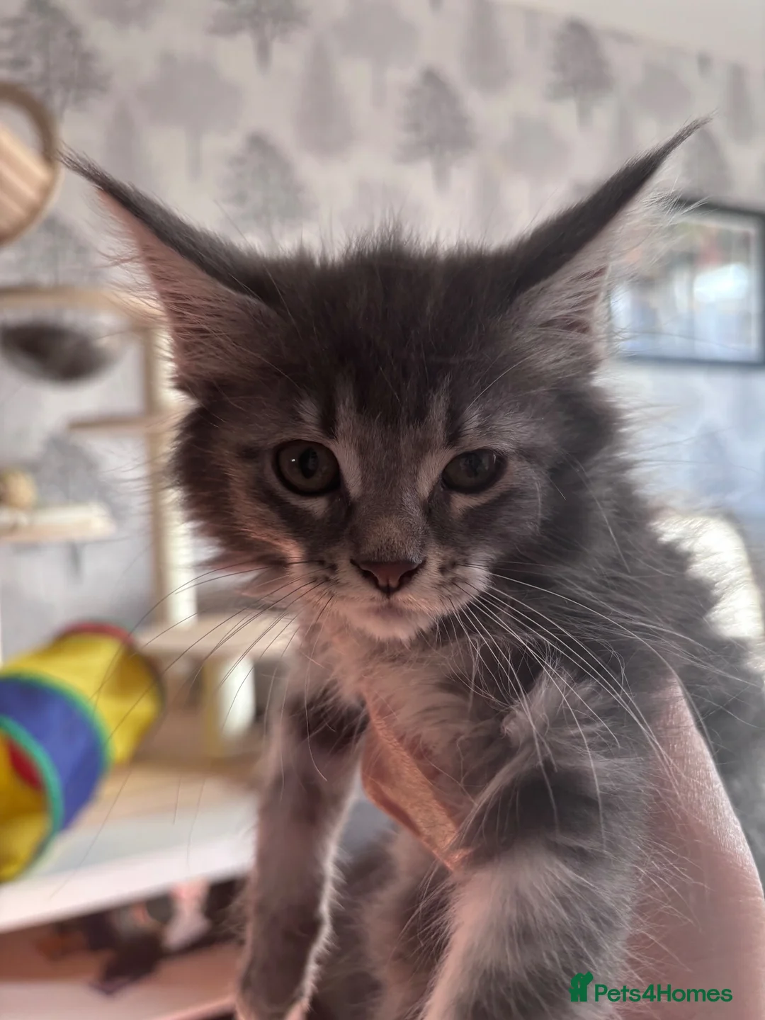 Maine Coon cats for sale: 🐾 TWO BEAUTIFUL MAINE COON KITTENS AVAILABLE 🐾 - Advert 2