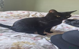 Mixed Breed cats for sale: Beautiful and loving female cat for loving home - Image 8