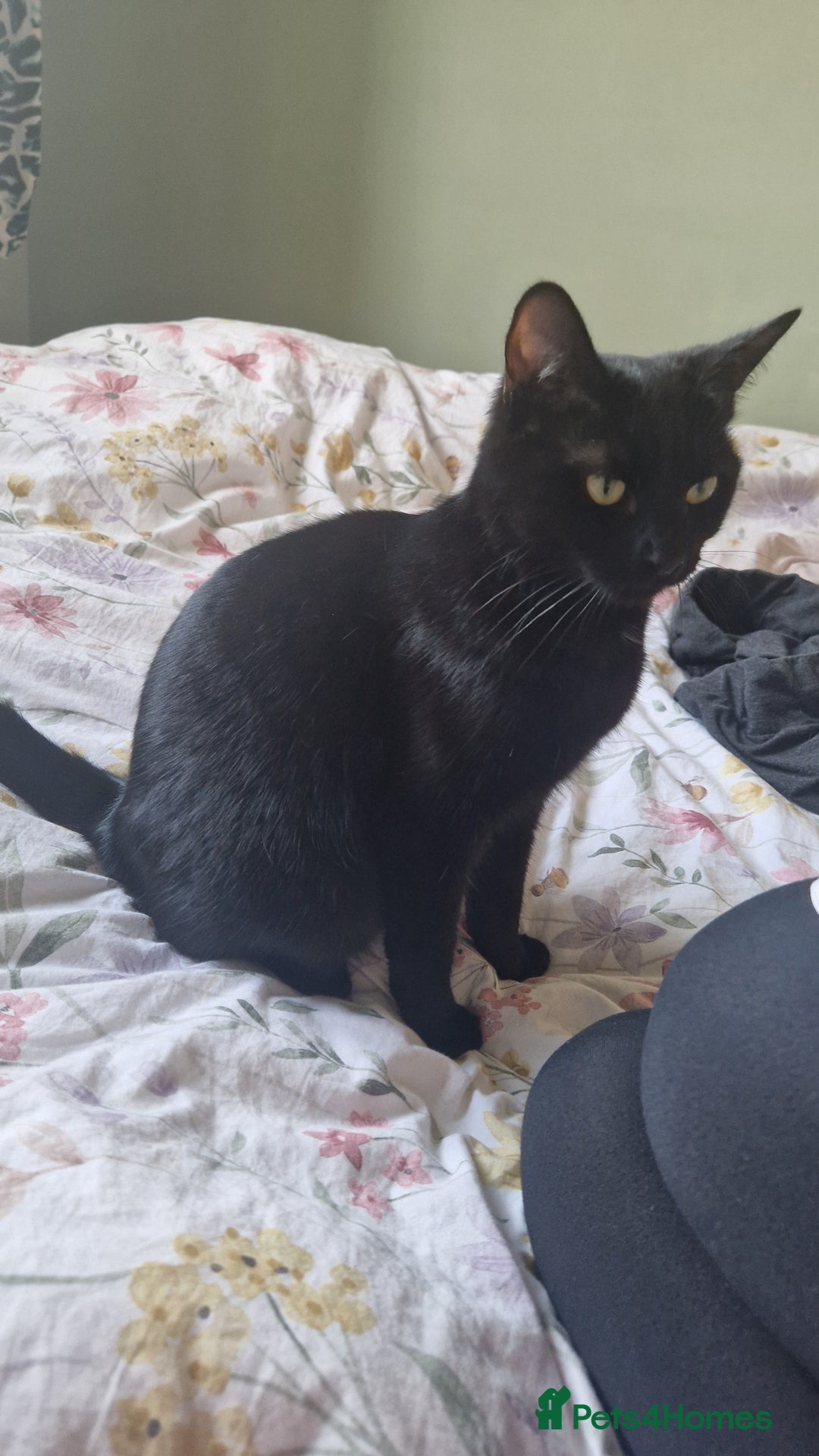 Mixed Breed cats for sale: Beautiful and loving female cat for loving home - Image 8