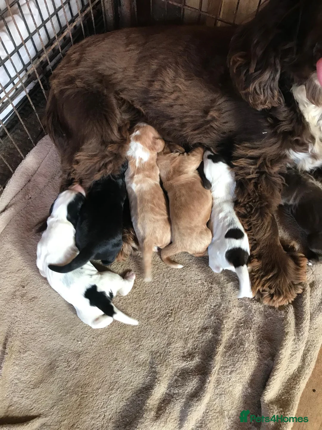 Cocker Spaniel dogs for sale: BEAUTIFUL SHOW COCKER SPANIELS in Swanley - Advert 9