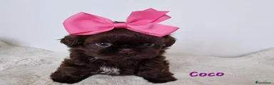 Coco
