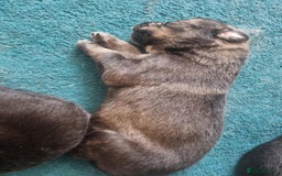 Border Collie dogs for sale: new litter of border collie pups for sale  - Image 4