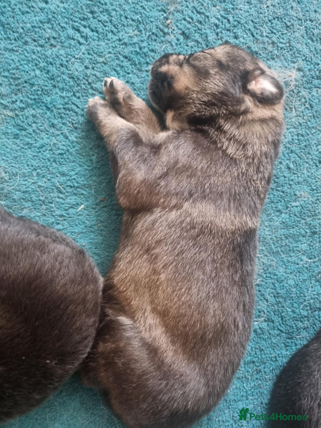 Border Collie dogs for sale: new litter of border collie pups for sale  - Image 4