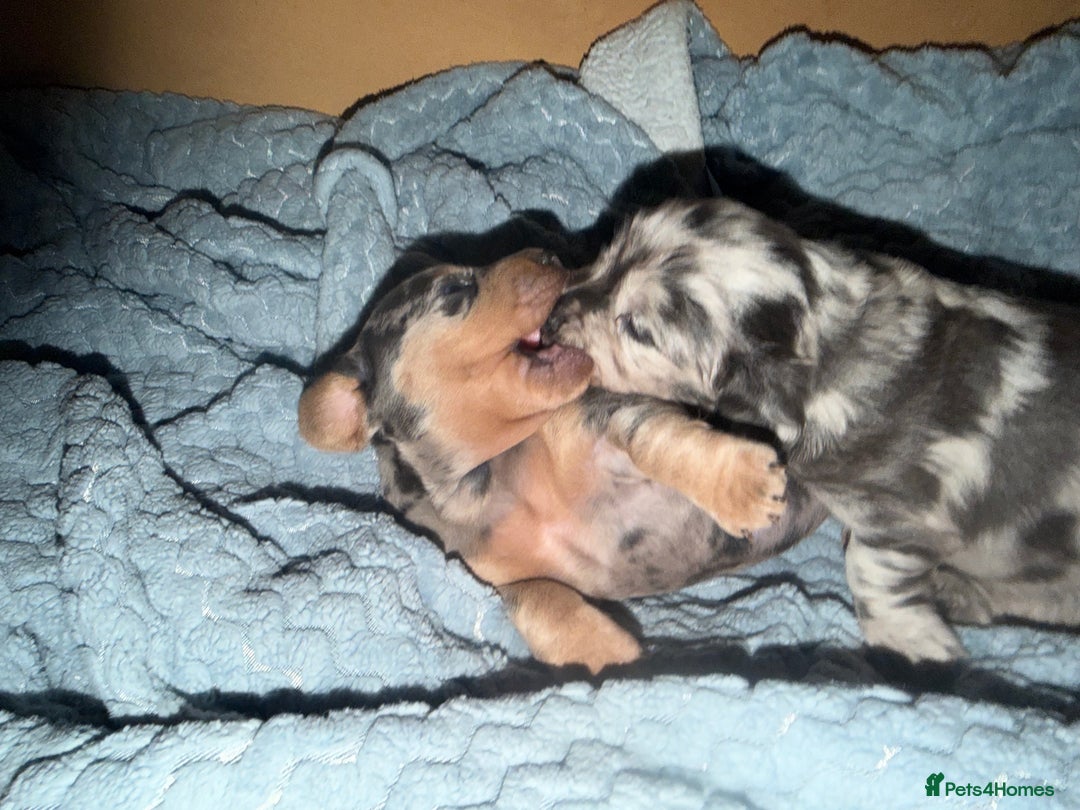Dachshund dogs for sale: 2 beautiful girls - Image 10