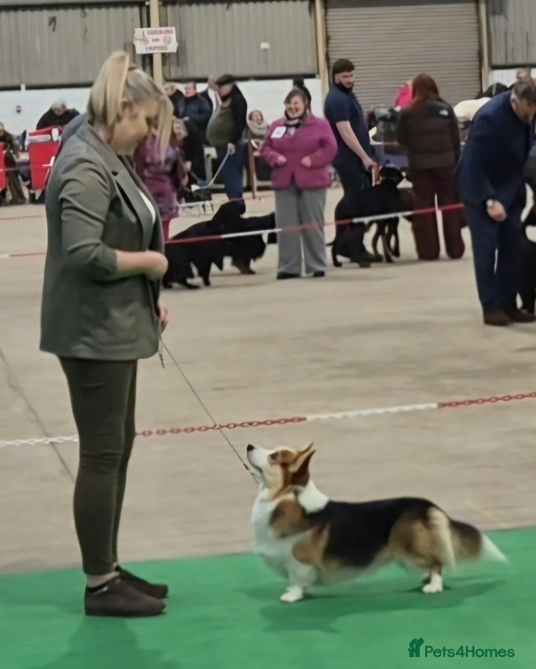 Welsh Corgi Pembroke dogs for stud: Kc reg Serbian import for stud - Advert 2