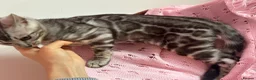 Bengal cats for sale: Silver Grey Male TICA Kitten - Advert 5