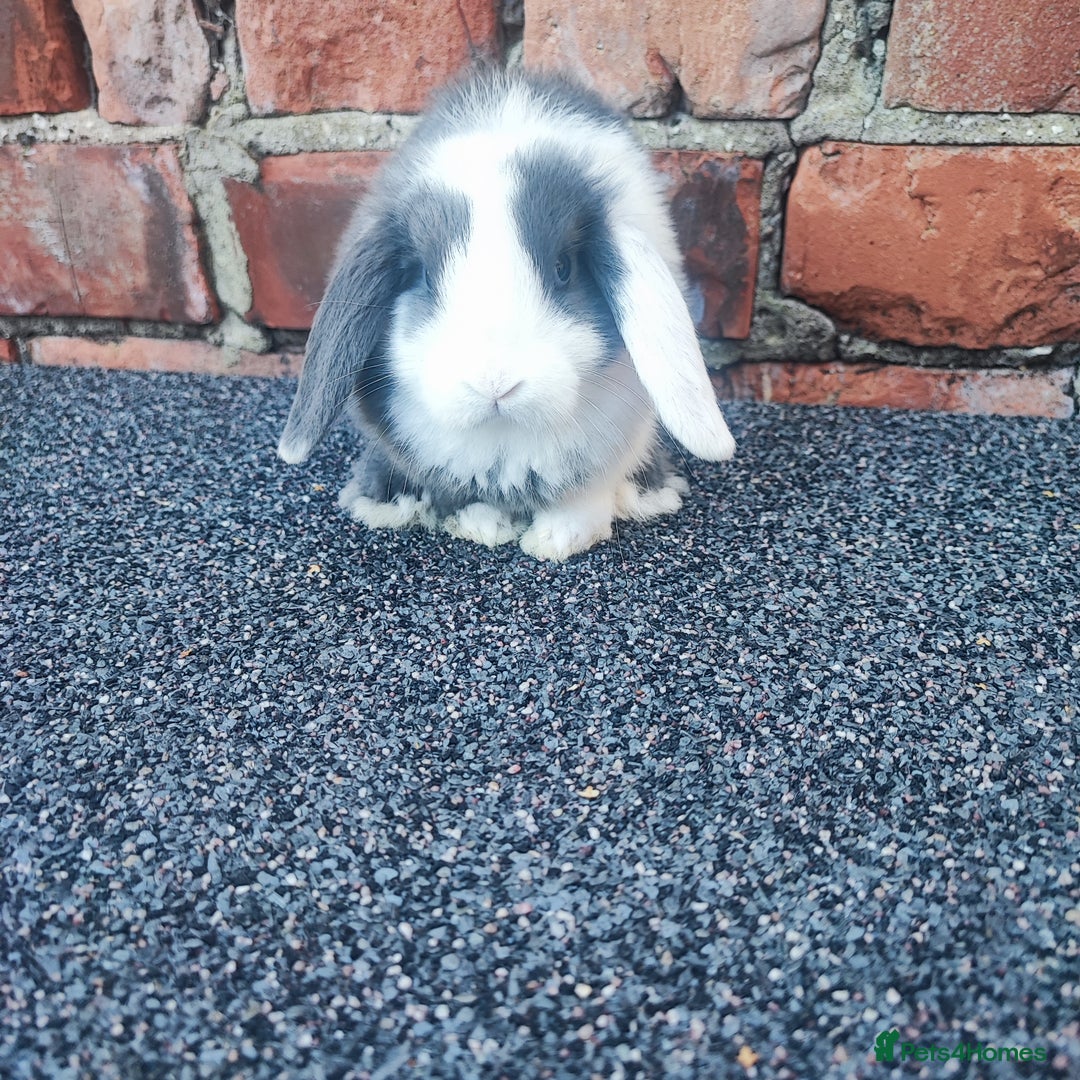 Mini Lop rabbits for sale: Baby mini lop bunnies - Image 11