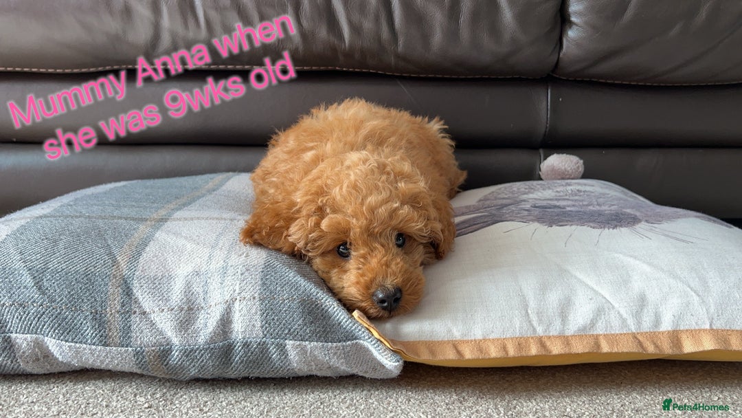Toy Poodle dogs for sale: Adorable Deep Red Toy Poodle Puppies Available! 🐾 - Image 30