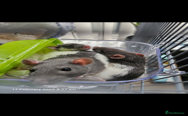 Rat rodents - Advert 8