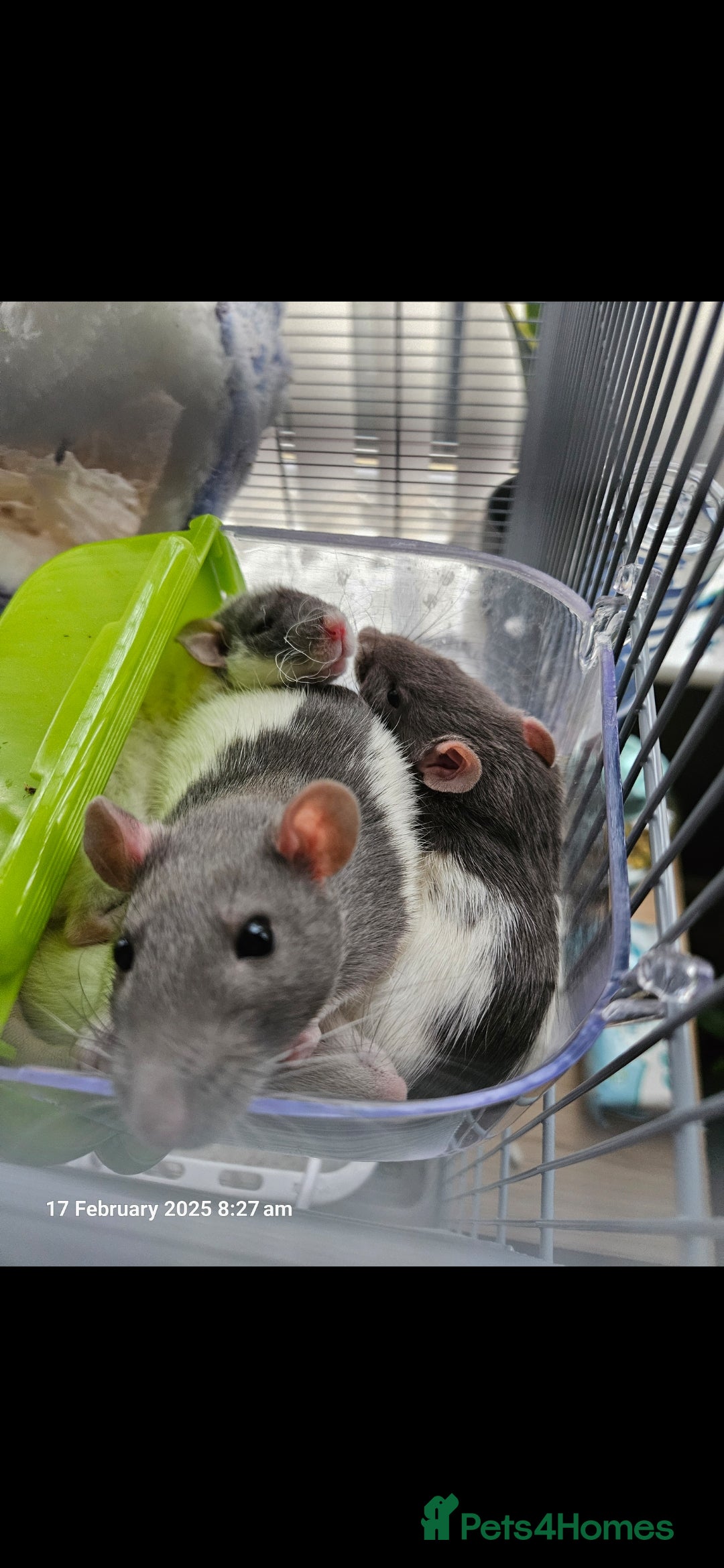 Rat rodents for sale: 2 female rats - Image 1