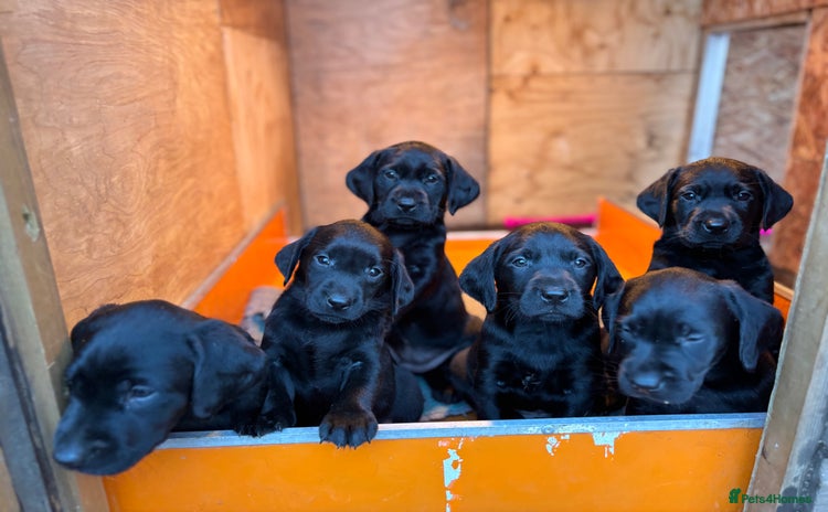 Labrador Retriever dogs - Advert 6