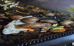 Snails invertebrates for sale: Ovum giant african land snails - Image 3