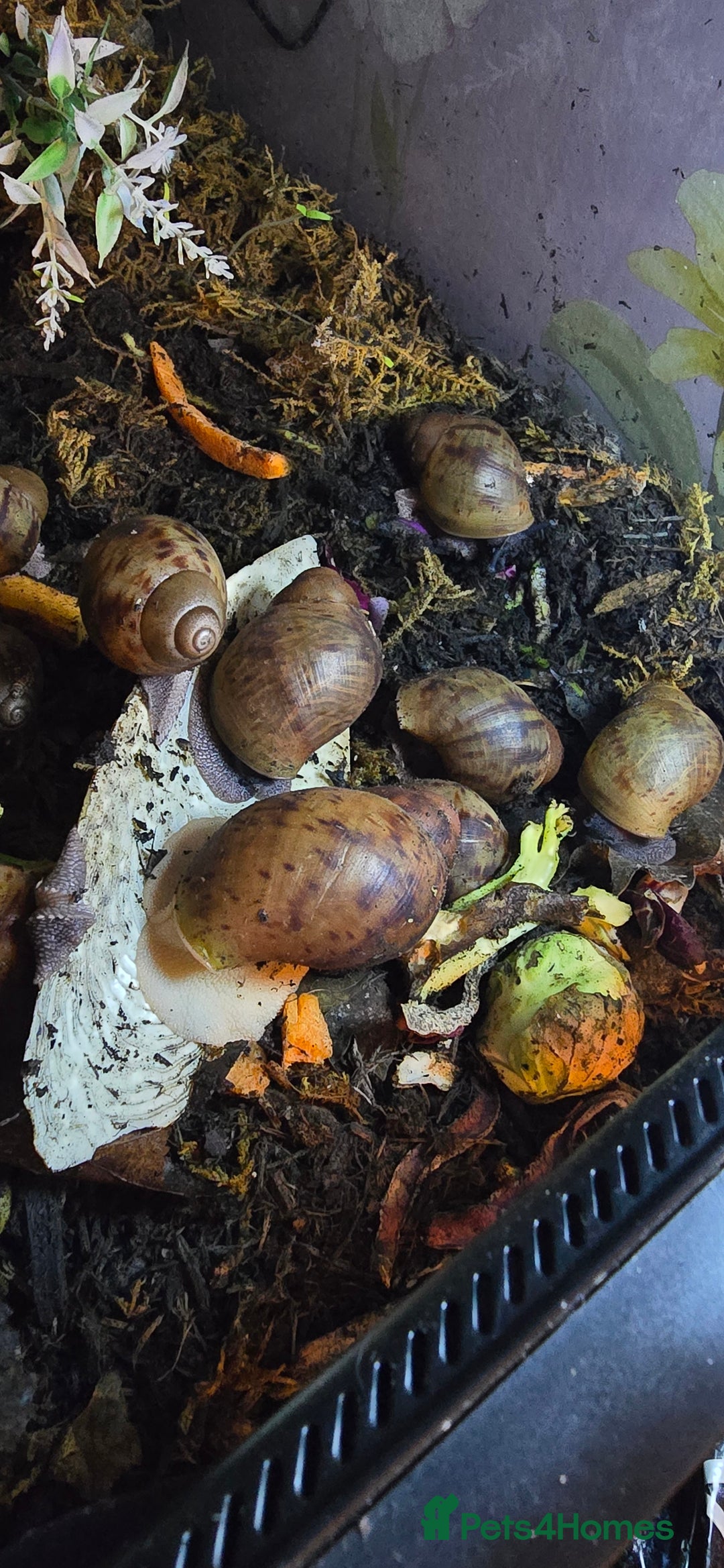 Snails invertebrates for sale: Ovum giant african land snails - Image 3