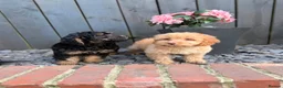 Cockapoo dogs for sale: Stunning F1 Cockerpoos🧸 - Advert 12