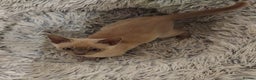 Burmese cats for sale: Chocolate Burmese Male Kittens - Advert 5