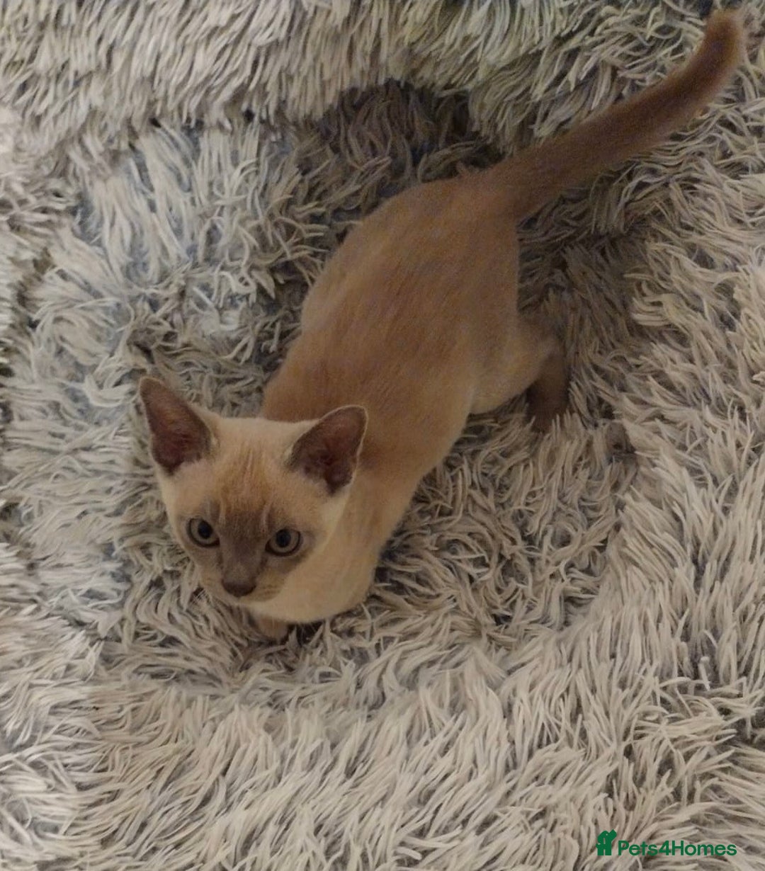 Burmese cats for sale: Chocolate Burmese Male Kittens - Advert 5