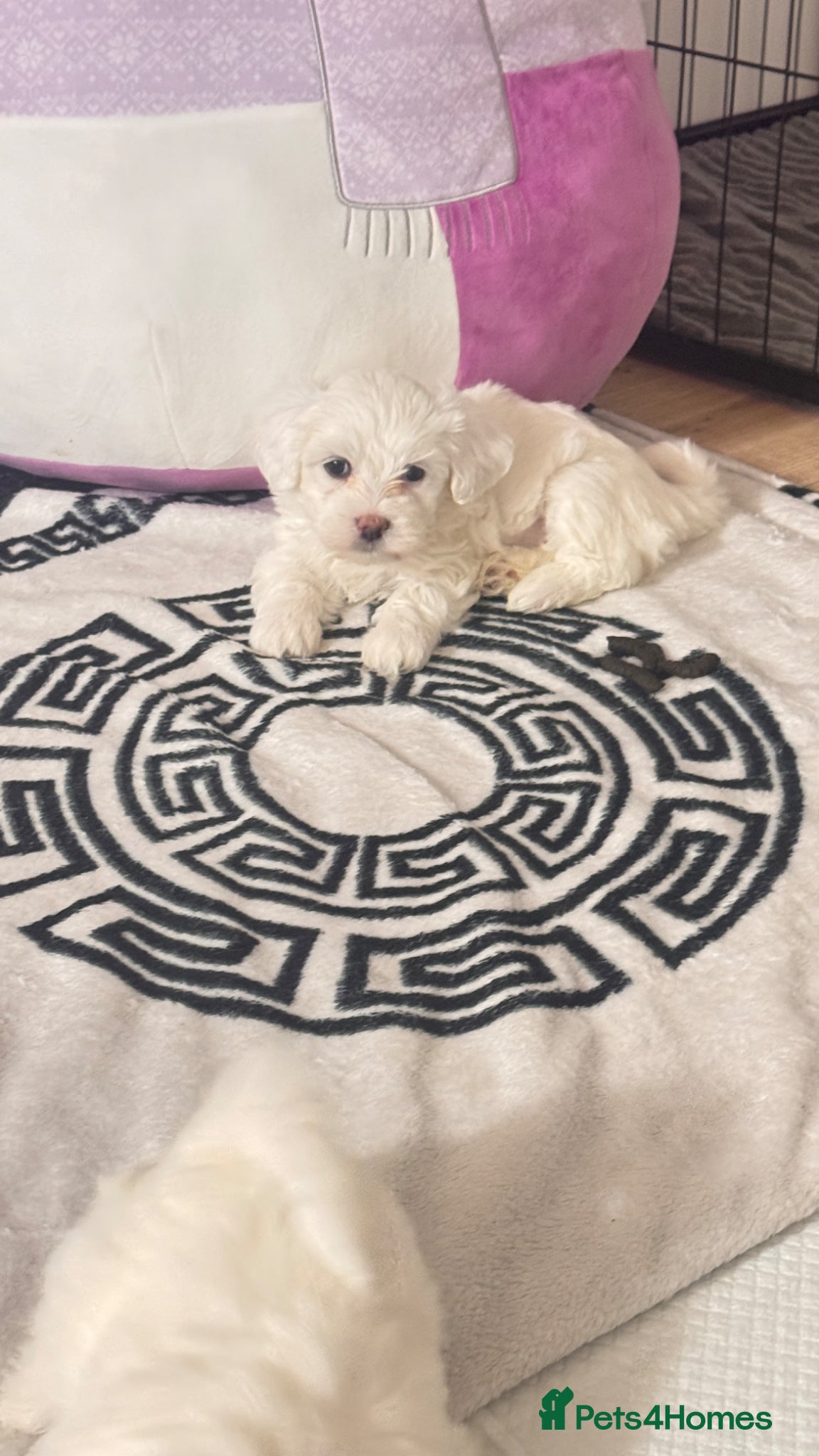 Bichon Frise dogs Bichon Frise Puppies Family Raised Coventry UK - Advert 1