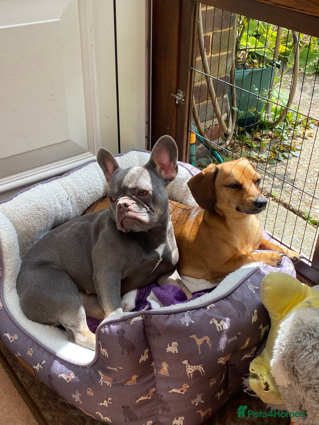 Mixed Breed dogs for sale: French bulldog x chiweenie puppies  - Advert 7