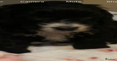 Cavapoo dogs - Advert 1