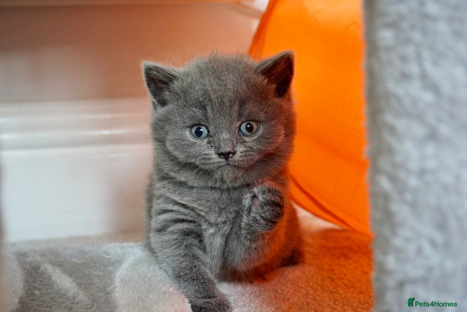 British Shorthair cats Beautiful British Shorthair Kittens  - Advert 2