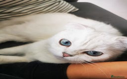 Scottish Fold cats for sale: White Scottish Fold Female looking for loving home - Image 9