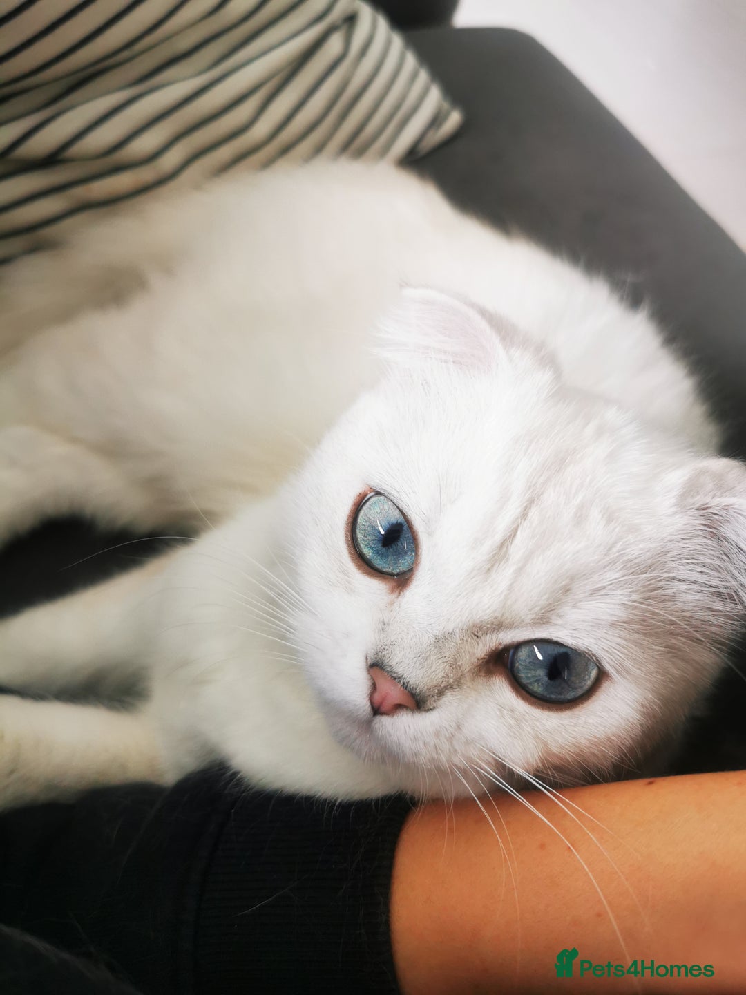 Scottish Fold cats for sale: White Scottish Fold Female looking for loving home - Image 9