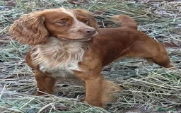 Cocker Spaniel dogs for sale: Beautiful working cocker spaniels 3 of each sex - Image 7