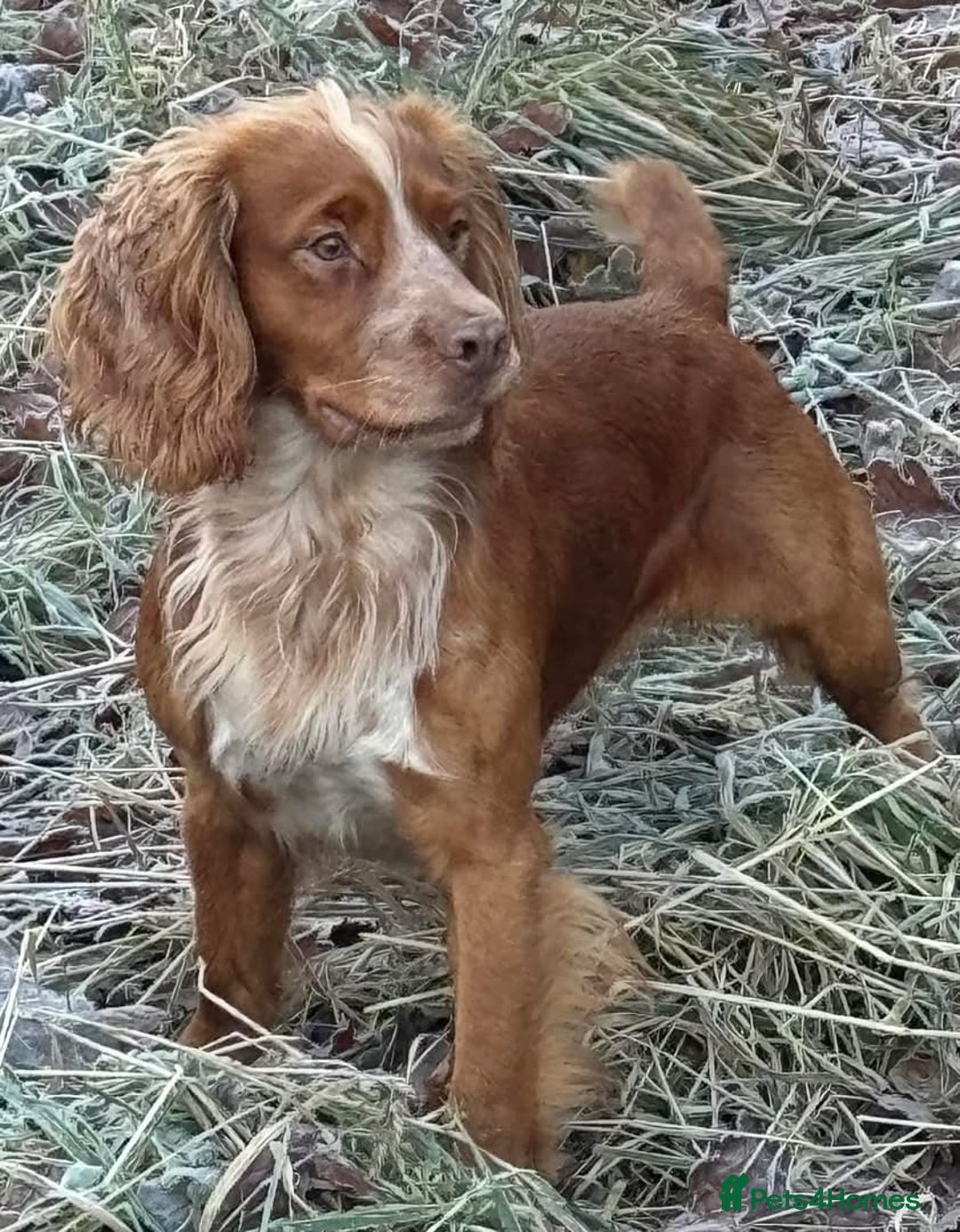 Cocker Spaniel dogs for sale: Beautiful working cocker spaniels 3 of each sex - Image 7