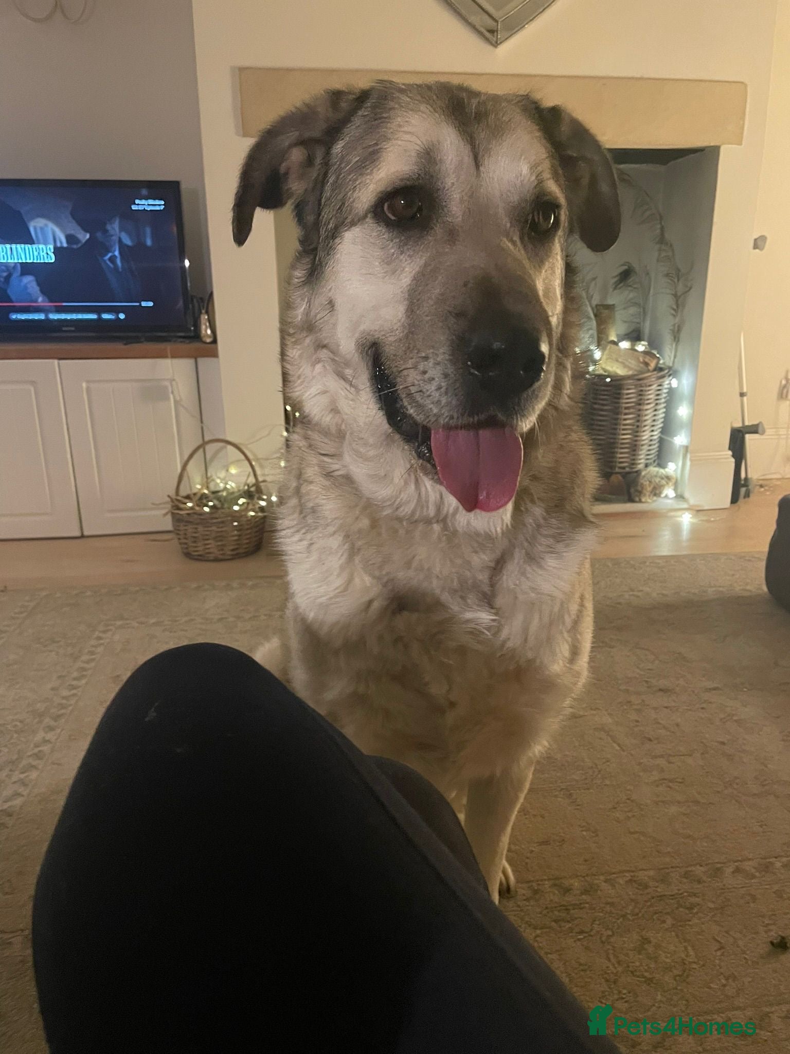 Mixed Breed dogs Lovely Lara 🩷🐾 - Advert 1