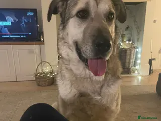 Mixed Breed dogs Lovely Lara 🩷🐾 - Advert 1