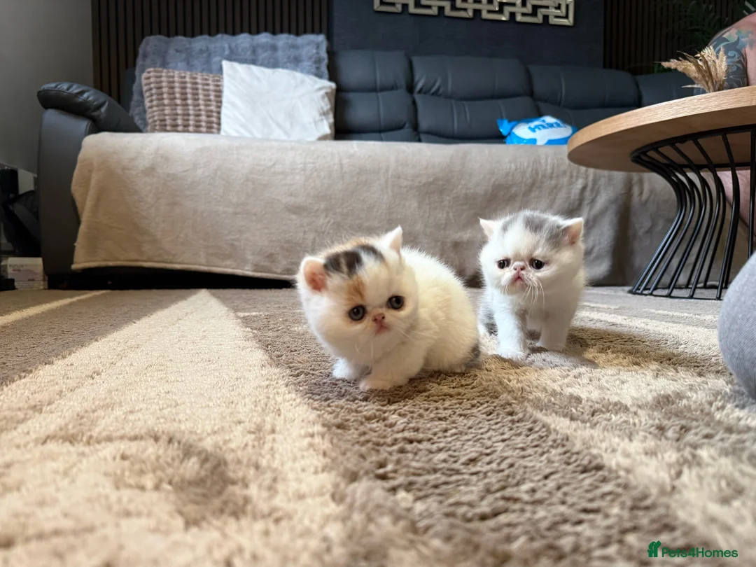 Exotic cats for sale: Two beautiful exotic shorthair babies  - Advert 2