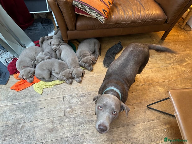 Labrador Retriever dogs - Advert 4
