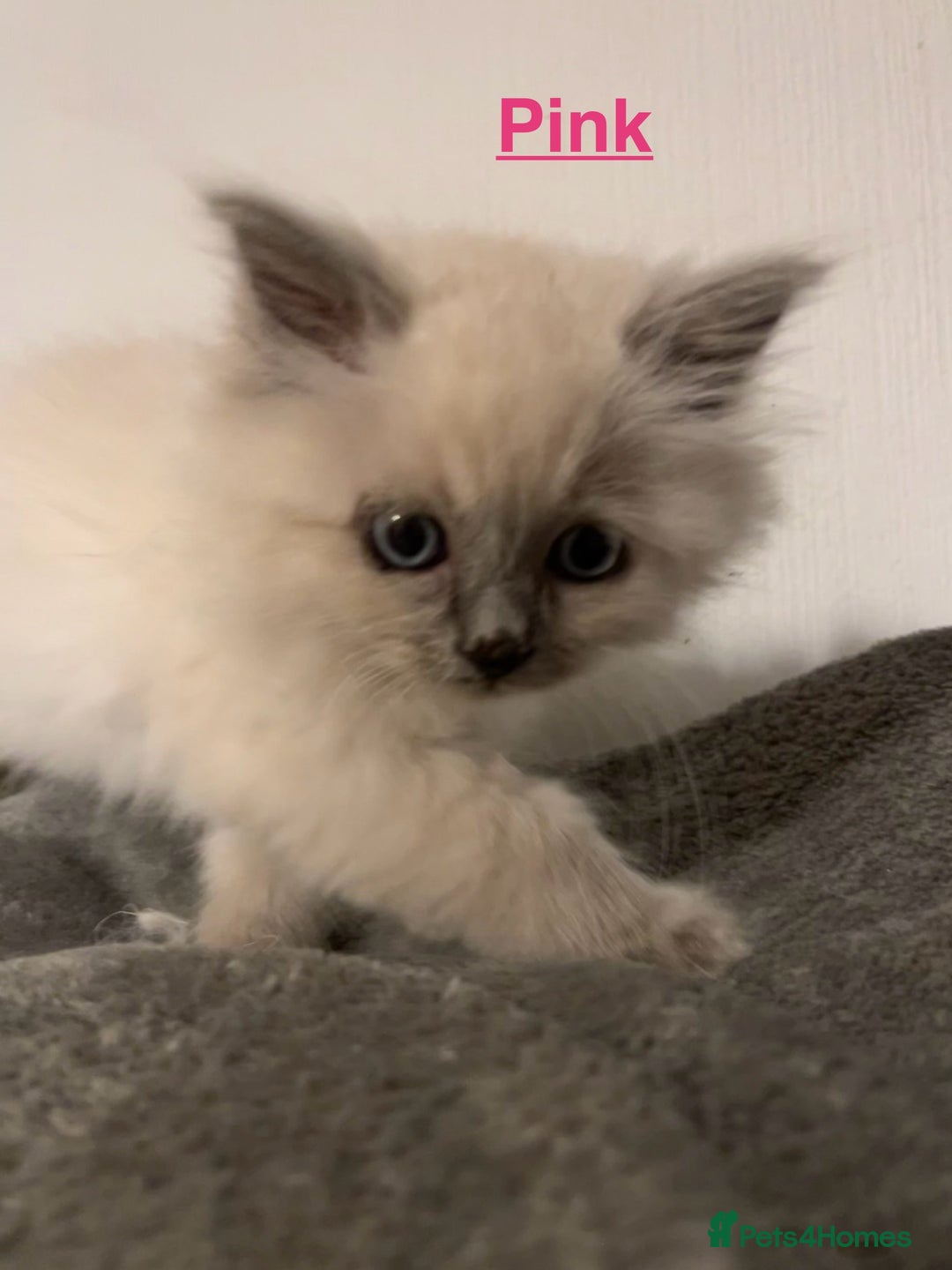 Ragdoll cats for sale: 5 Gorgeous TICA Ragdoll Kittens - Image 22