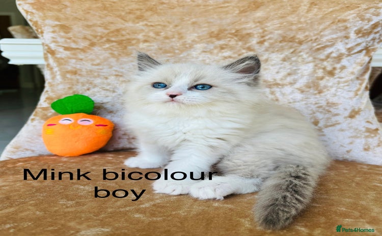 Ragdoll cats - Advert 3