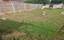 Mixed Breed rabbits for sale: These mini lop bunnies. - Image 1